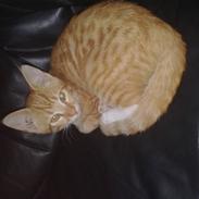 Blanding af racer Gustau *RIP*