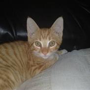 Blanding af racer Gustau *RIP*