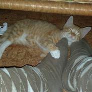 Blanding af racer Gustau *RIP*