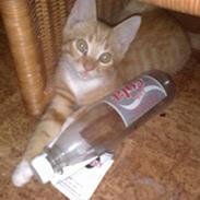 Blanding af racer Gustau *RIP*