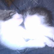 Huskat Mini (afdød)