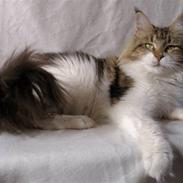 Maine Coon Timita`s Virgina no. 1