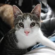 Huskat Malou