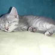 Blanding af racer Fantine  [fantinn] <3