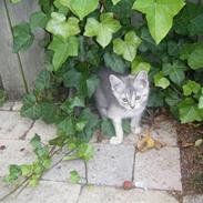 Blanding af racer Fantine  [fantinn] <3