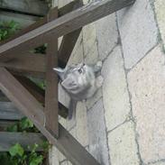 Blanding af racer Fantine  [fantinn] <3