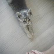 Blanding af racer Fantine  [fantinn] <3