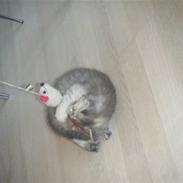 Blanding af racer Fantine  [fantinn] <3