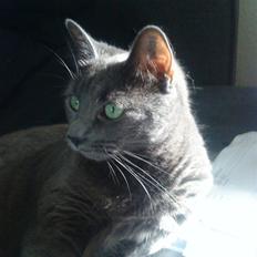 Blanding af racer Diva