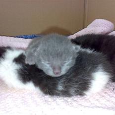 Blanding af racer Diva