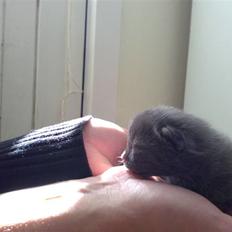 Blanding af racer Diva