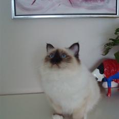 Hellig Birma Suka's Fidibus Sanug