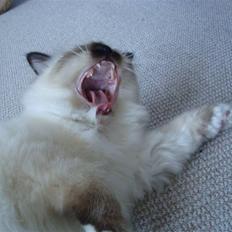 Hellig Birma Suka's Fidibus Sanug