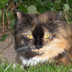 Blanding af racer Piper *død*