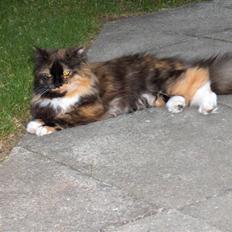 Blanding af racer Piper *død*