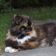 Blanding af racer Piper *død*