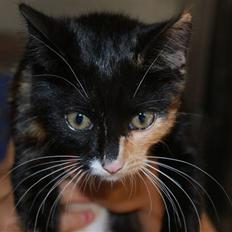 Blanding af racer Prinsesse Nala <3