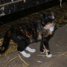 Blanding af racer Prinsesse Nala <3