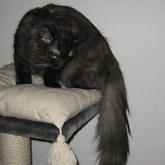 Maine Coon Freja "SOLGT"