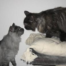 Maine Coon Freja "SOLGT"