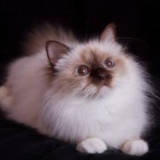 Hellig Birma DK Misling's Coco Chanel