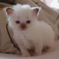 Hellig Birma DK Misling's Coco Chanel