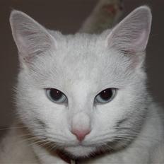 Blanding af racer Miss Minë (Kat)