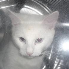 Blanding af racer Miss Minë (Kat)