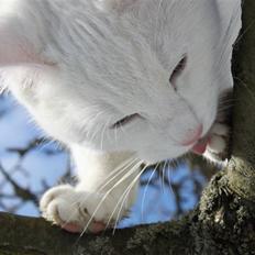 Blanding af racer Miss Minë (Kat)