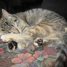 Blanding af racer Tigerlilje