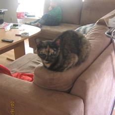 Blanding af racer Muddi