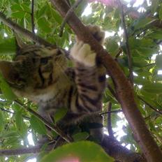 Huskat "Malou" Mis-pige