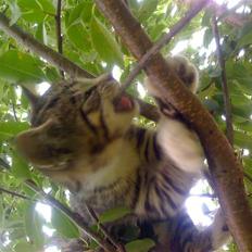 Huskat "Malou" Mis-pige