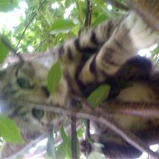 Huskat "Malou" Mis-pige