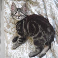 Blanding af racer Mille