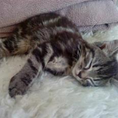 Blanding af racer Mille