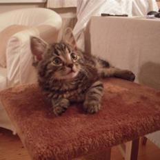 Blanding af racer Mille