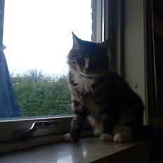 Blanding af racer buster