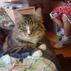 Blanding af racer buster