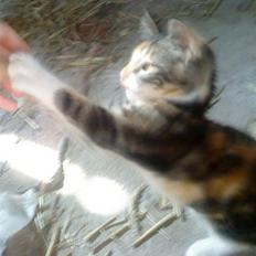 Huskat Jesper. RIP.(Trines.)