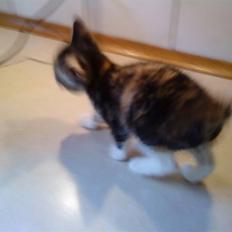 Huskat Jesper. RIP.(Trines.)