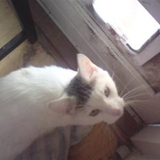 Huskat Holger (Forsvundet :-(  )