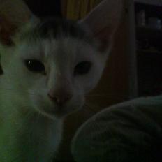 Huskat Holger (Forsvundet :-(  )