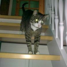 Huskat lill pjevs (julies) <3