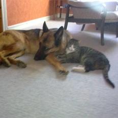 Huskat lill pjevs (julies) <3