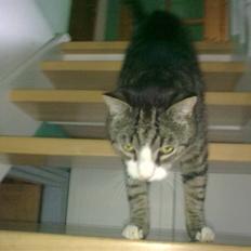 Huskat lill pjevs (julies) <3