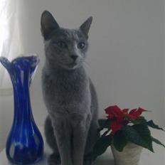 Russian Blue Bruhndahls Blue Tica