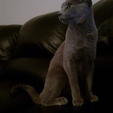 Russian Blue Bruhndahls Blue Tica