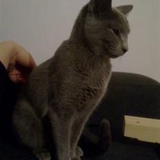 Russian Blue Bruhndahls Blue Tica