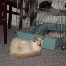 Hellig Birma DK Lucky Look Naja Olivia